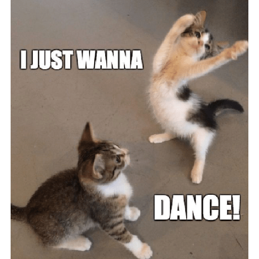 Cat meme 3
