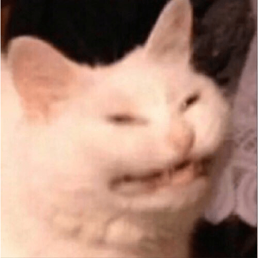 Cat meme 6