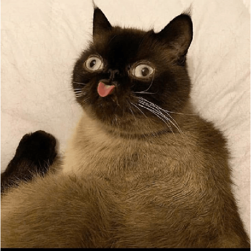 Cat meme 8