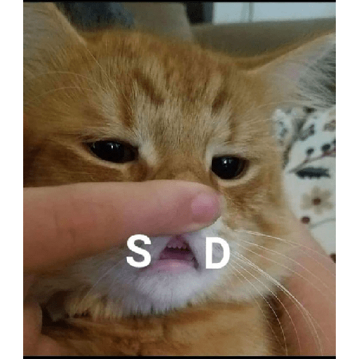 Cat meme 9
