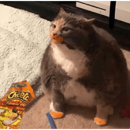 Cat meme 11