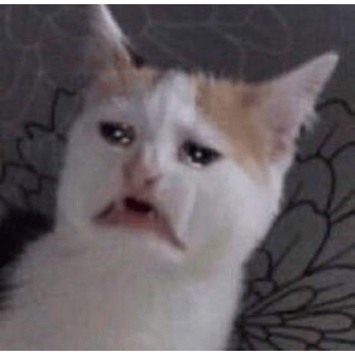 Cat meme 13