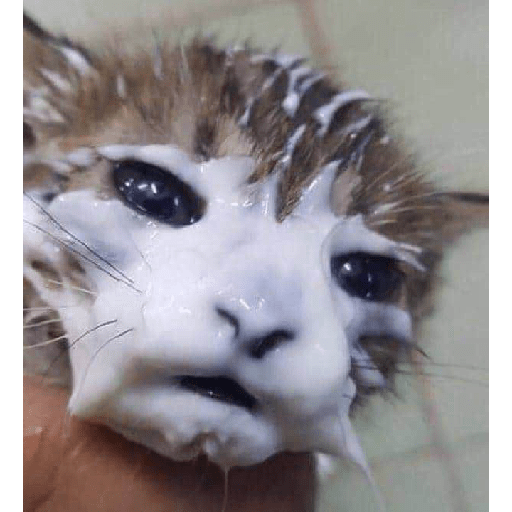 Cat meme 14