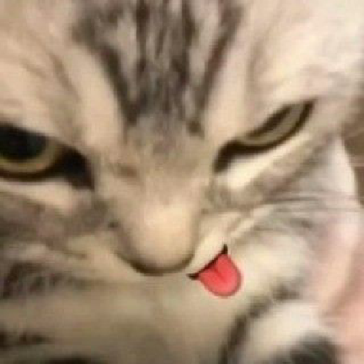Cat meme 15