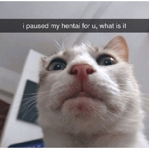 Cat meme 17