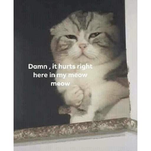 Cat meme 18