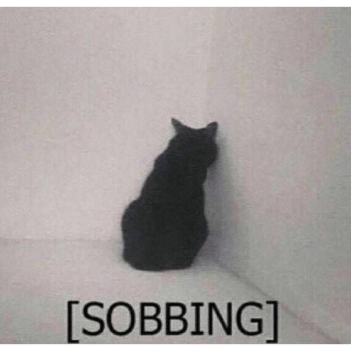 Cat meme 19