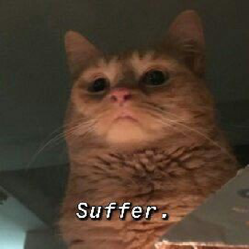 Cat meme 20
