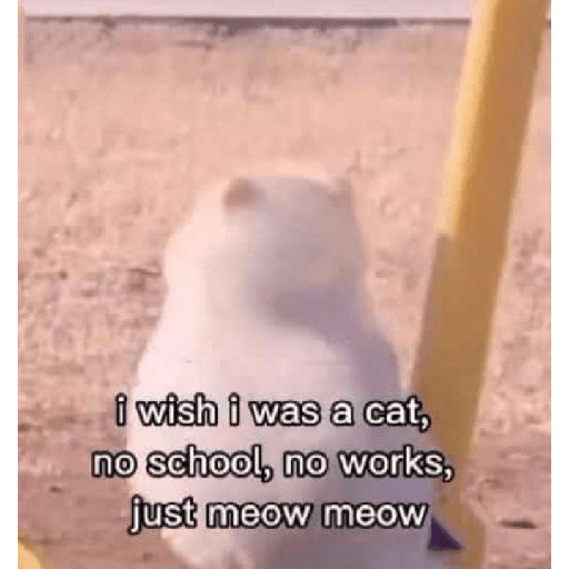 Cat meme 21