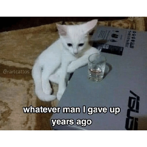 Cat meme 25