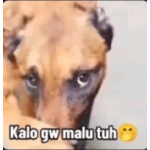Meme anjing 12
