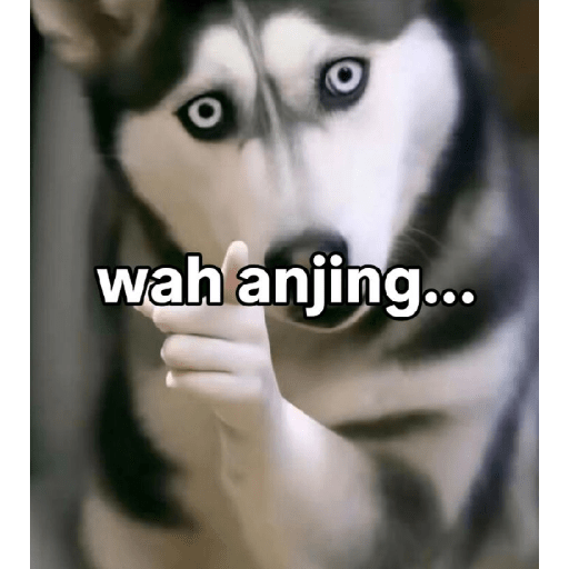 Meme anjing 9