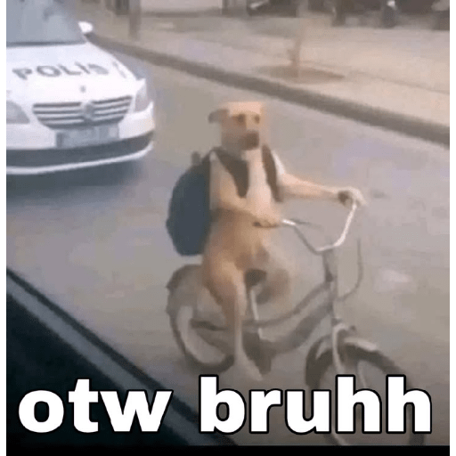 Meme anjing 4