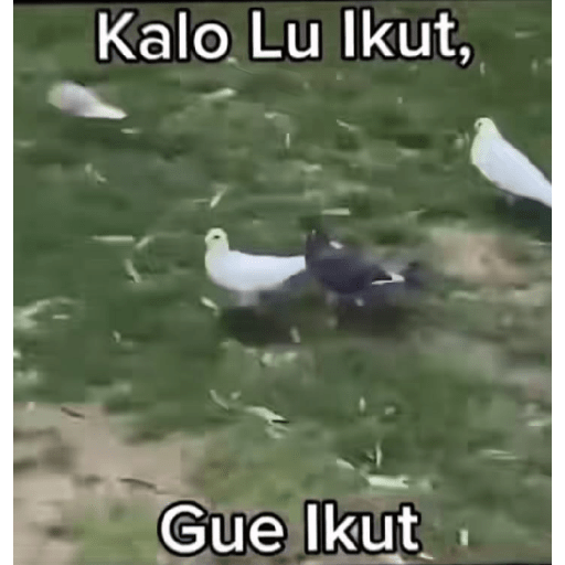 Meme random 1