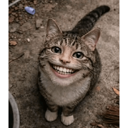Stiker meme random  13
