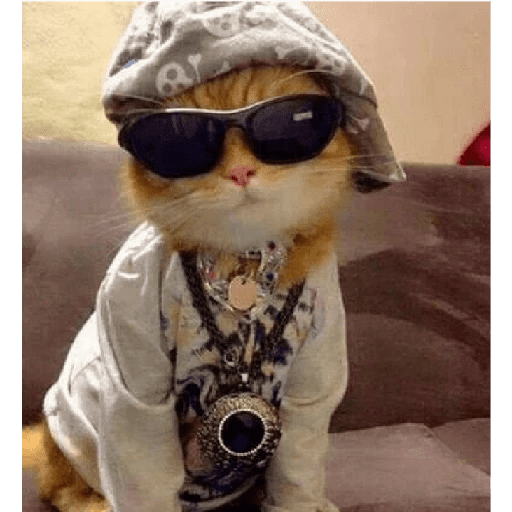 Gatos Kawaiis 21