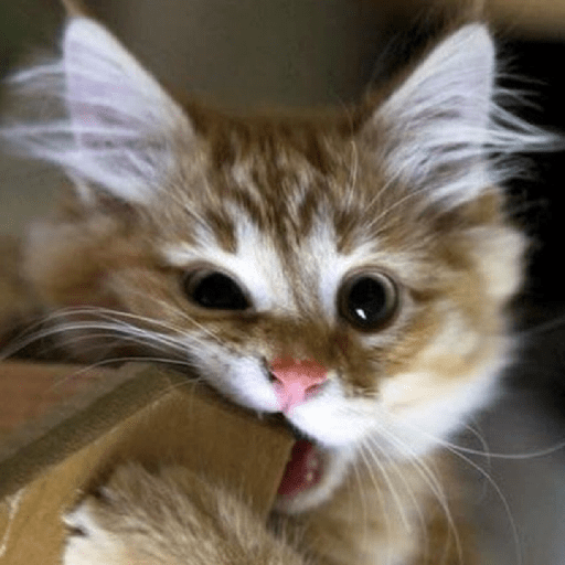 Gatos Kawaiis 18