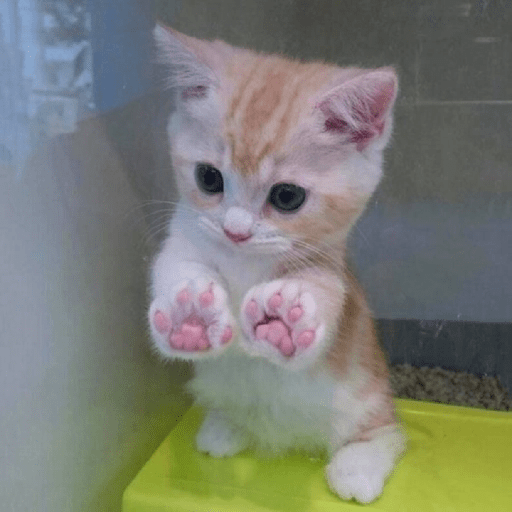 Gatos Kawaiis 17