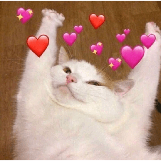 Gatos Kawaiis 3