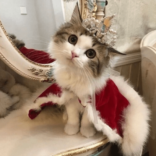 Gatos Kawaiis 16