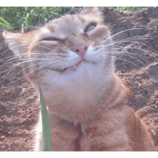Gatos Kawaiis 27