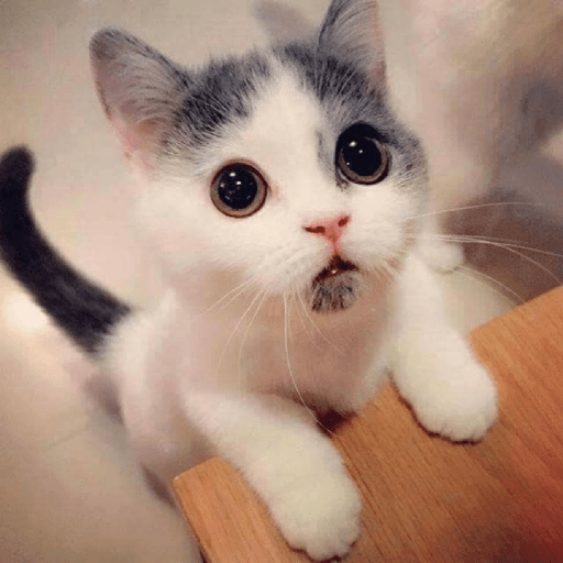 Gatos Kawaiis 13
