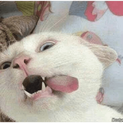 Gatos Kawaiis 20