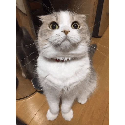 Gatos Kawaiis 29