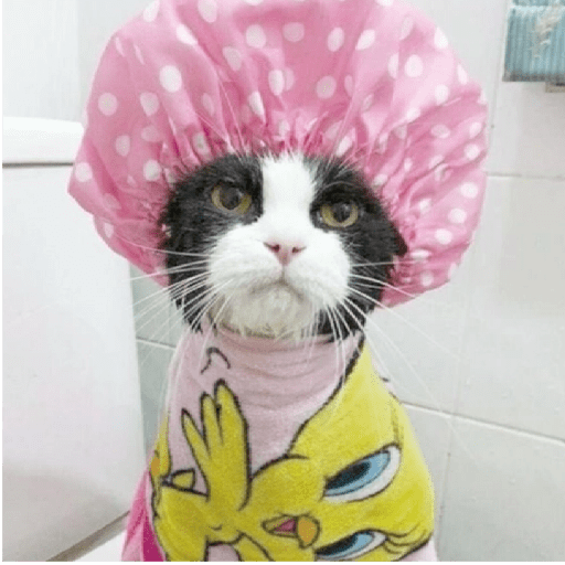 Gatos Kawaiis 12