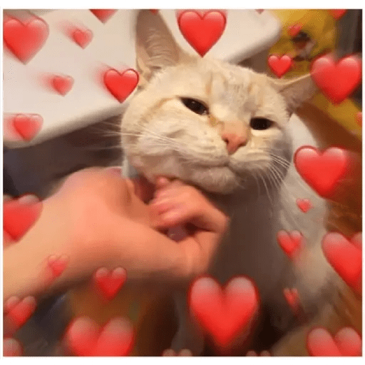 Gatos Kawaiis 8