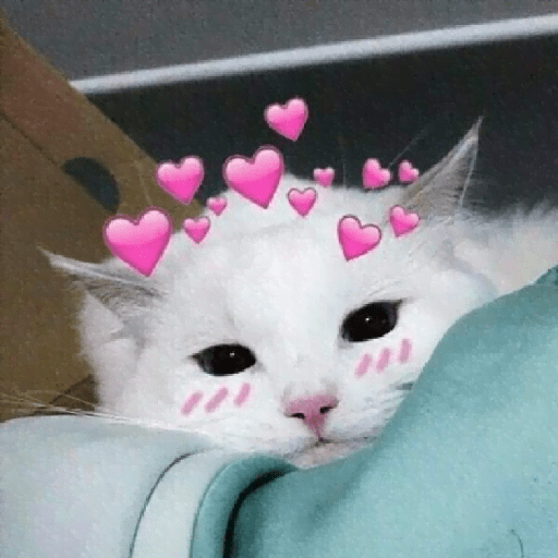 Gatos Kawaiis 2
