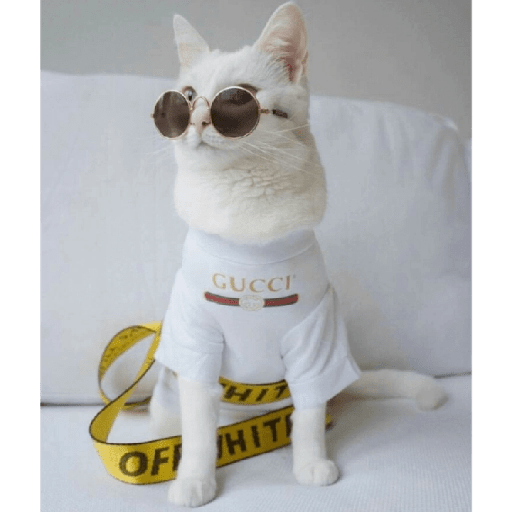 Gatos Kawaiis 26