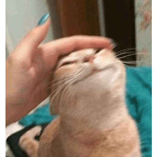 Gatos Kawaiis 28