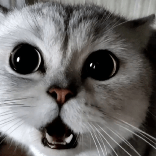 Gatos Kawaiis 14