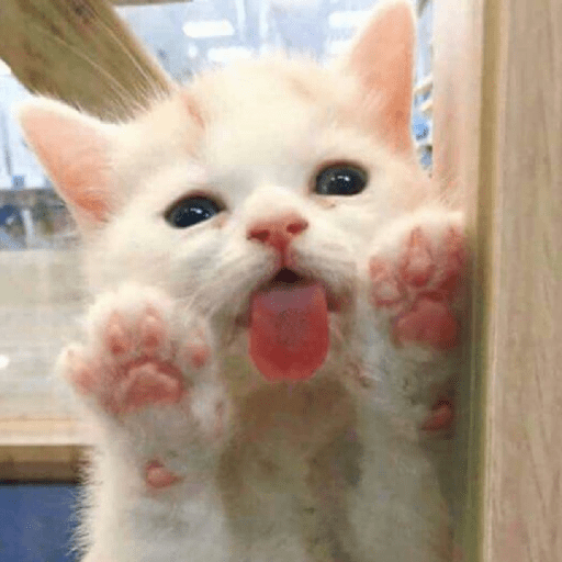 Gatos Kawaiis 19