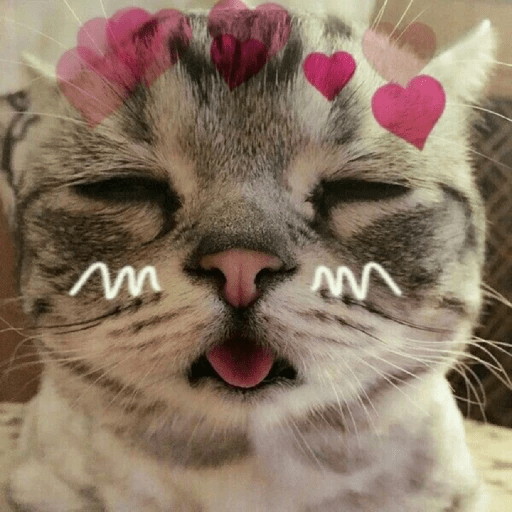 Gatos Kawaiis 5