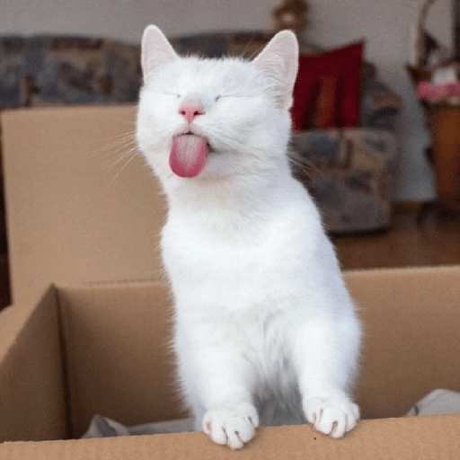 Gatos Kawaiis 11
