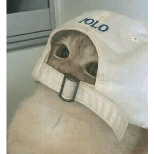 Gatos Kawaiis 30