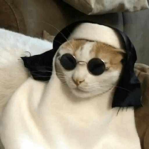 Gatos Kawaiis 24