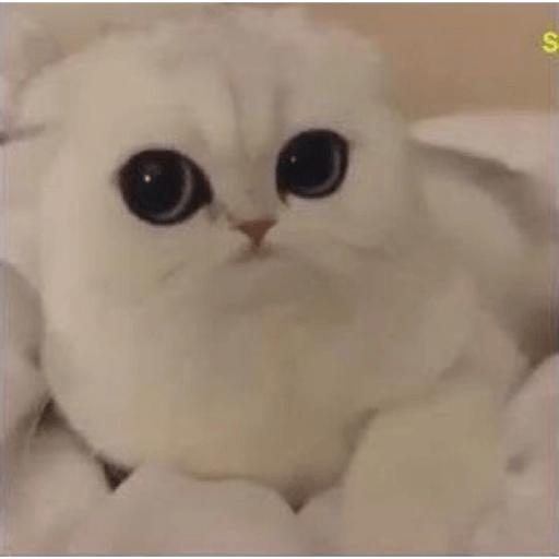 Gatos Kawaiis 15