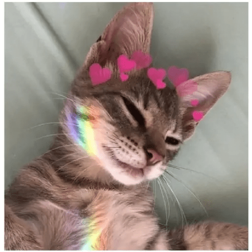 Gatos Kawaiis 7