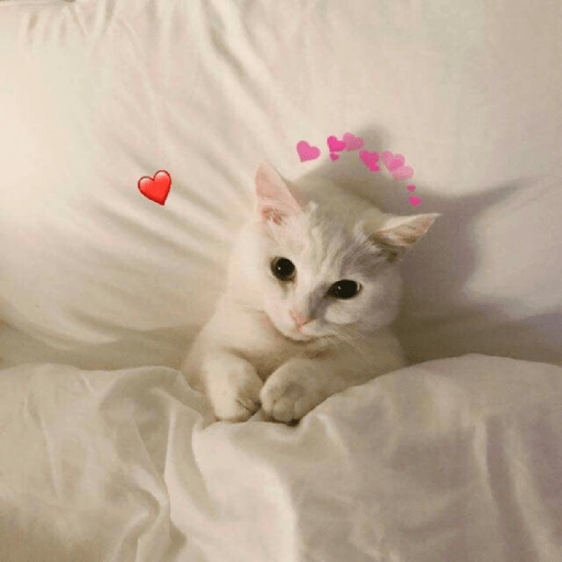 Gatos Kawaiis 4