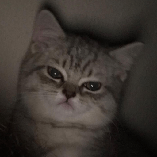 Gatitos 2.0 20
