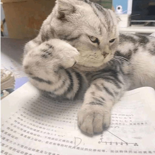 Gatitos 2.0 11