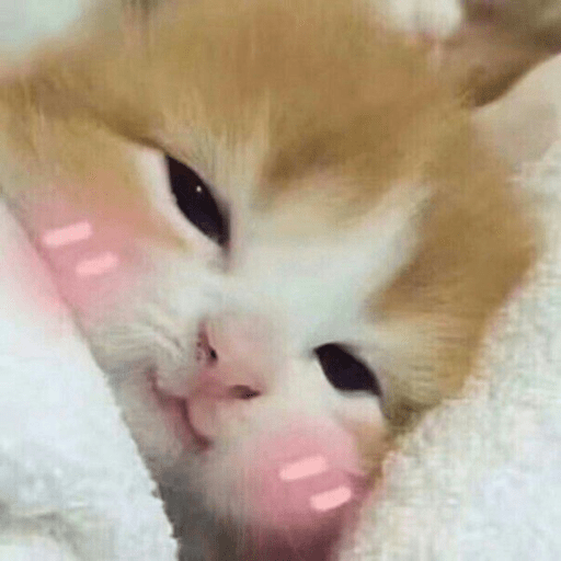 Gatitos 2.0 10