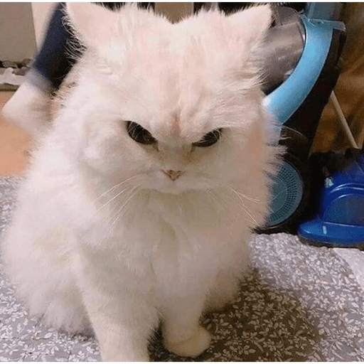 Gatitos 2.0 18