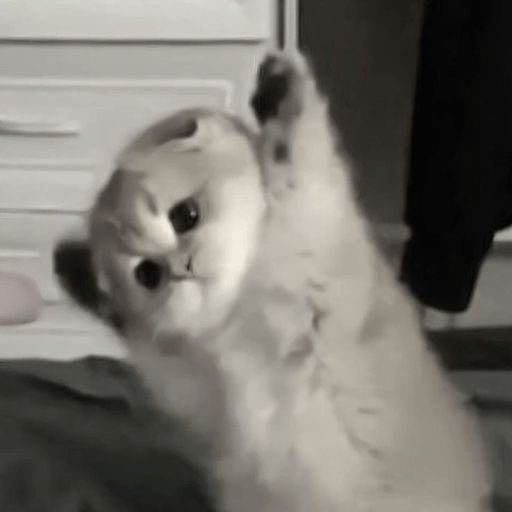 Gatitos 2.0 2