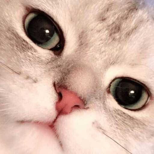 Gatitos 2.0 13