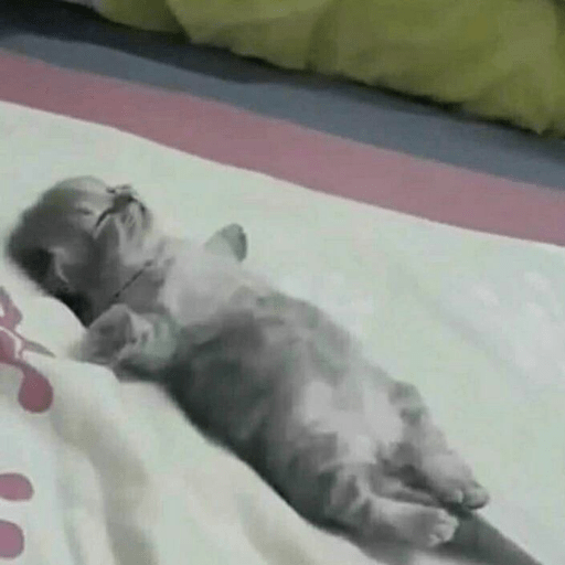 Gatitos 2.0 19