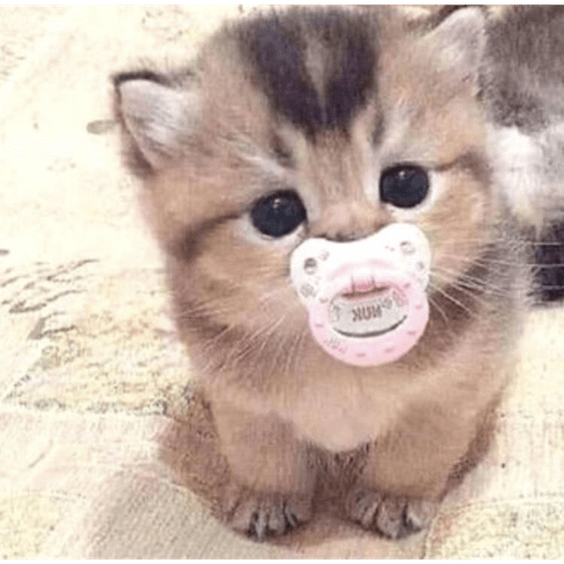 Gatitos 2.0 29